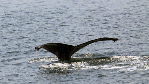 whalewatch excursion juneaualaska msamsterdam hollandamericacruise alaskawhale watchwhale sobergeorge alaskasealife bysobergeorge shipexcursion alaskawhalewatch