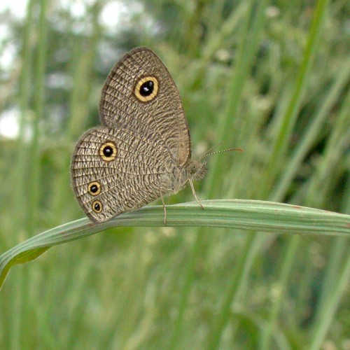 india macro butterfly sony july uttarpradesh brushfooted 2011 aligarh butterflyindia nymphalid dsch50 ypthimainica lesserthreering
