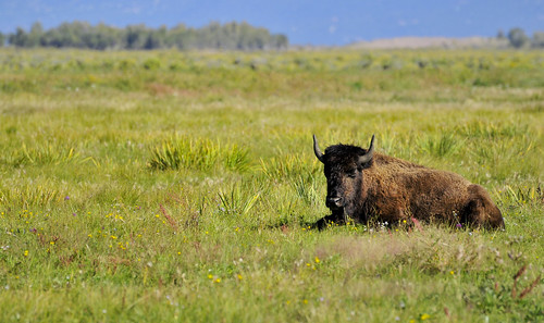 ranch nationalpark buffalo colorado sanluisvalley greatsanddunes natureconservancy 70300 nikond300