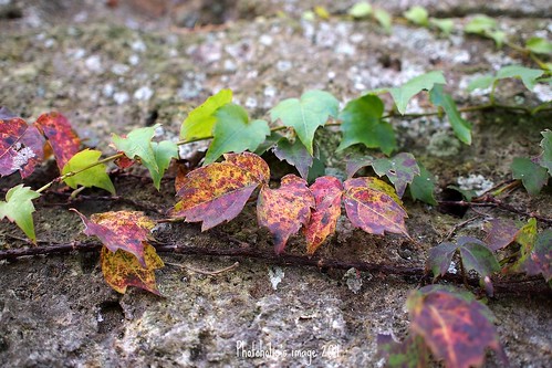 autumn plant fall ivy tint autumnleaves autumntints mzuikodigital17mmf28 olympuspenep3 gettyimagesjapanq4
