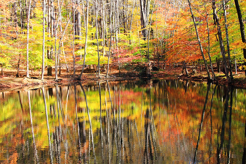 autumn nature foliage jockeyhollow morriscounty