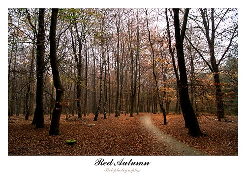 autumn trees red black cold holland fall nature misty forest bomen moody path sunday herbst herfst creative foggy pad nederland silhouettes windy leafs bos wald zondag dense holten holterberg 408 spazieren naturesfinest zino2009 bobphotography beechesmtiny
