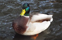 plump duck