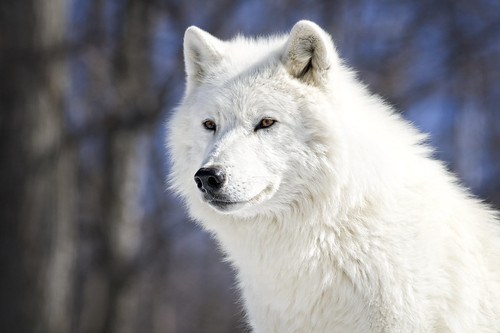 Wild Beauty " arctic wolf "