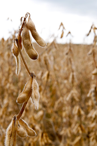 Soybean Pods