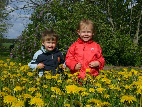 flower barn children sweden sverige håkan sommar maskros porträtt jylhä