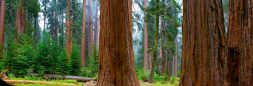 tree forest sequoia sequoianationalpark giantsequoia