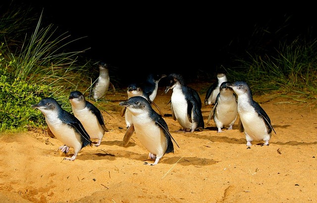 Penguins Phillip Island