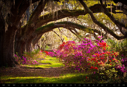 magnolia plantation azaleas south carolina magnoliagardens old oaks blooming blooms flowers charleston southcarolina charlestonsc blossoms liveoaks gardens trees nature moss spanishmoss azaleaflowers lane sc morning sunrise row outdoors nikon d700 daveallen seasons scenic lighting landscape colorful beautiful seasonal spring springflowers mygearandmediamond