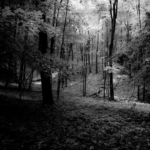 trees light shadow blackandwhite bw sunlight monochrome leaves forest dark square blackwhite woods nikon darkness branches dunes treetrunk dreamy dreamlike saugatuck d5000 noahbw