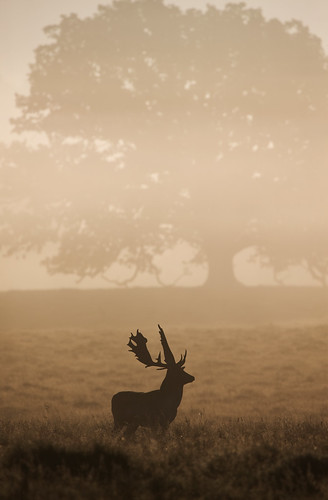 mist silhouette sunrise dawn stag wildlife deer petworth