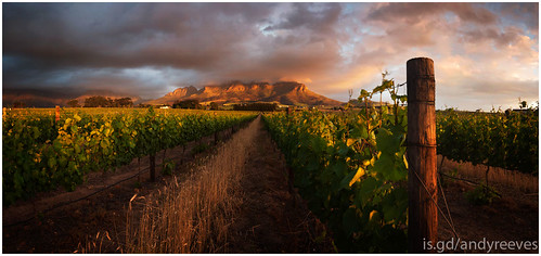 sunset panorama plants green clouds southafrica nikon sigma vineyards stellenbosch 1224 helderberg somersetwest d700