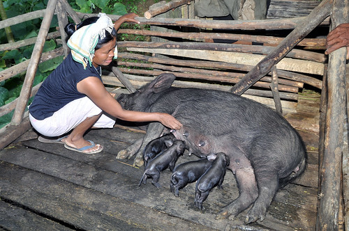 ILRI pig production project in Nagaland