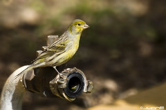 Bird Watching Tours In Munnar