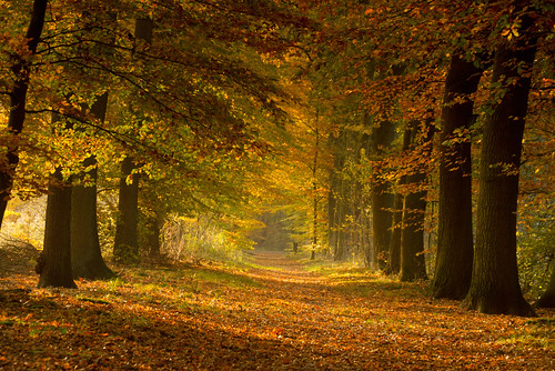 autumn forrest path herfst ommen laer hetlaer lanfgoedhetlaer