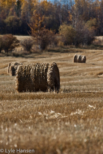 fall field harvest alberta bails 2011