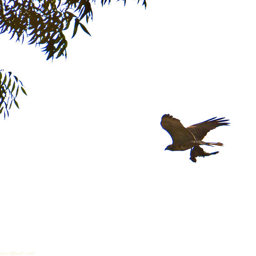 dinner squirrel hawk redtailedhawk anotheronebitesthedust raptir