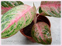 Aglaonema cv. Legacy or 'Miss Thailand (Thai Aglaonema) with attractive pink+green variegated foliage and pinkish white stems, Oct 15 2011