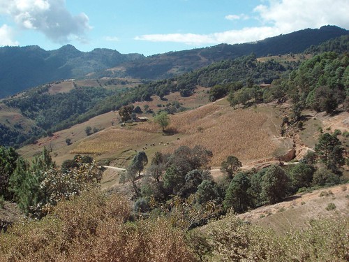 homes plants mountains latinamerica animals forest mexico landscapes flickr cows 2006 oaxaca mammals mex gpsapproximate