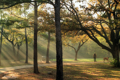 park morning dog sunlight beauty fog lady landscape walk hdr 2011