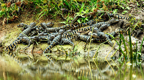 baby texas gators brazosbend babyalligator younggators