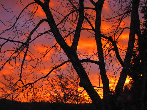 orange tree silhouette sunrise landscape ccbyncsa canonpowershotsx10is