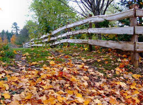 autumn color leaves fence landscape lowview