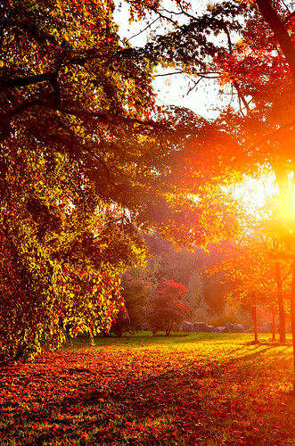 park autumn trees light sunset red sun france tree green art fall nature beautiful grass leaves yellow photo maple lyon picture dor parc tete