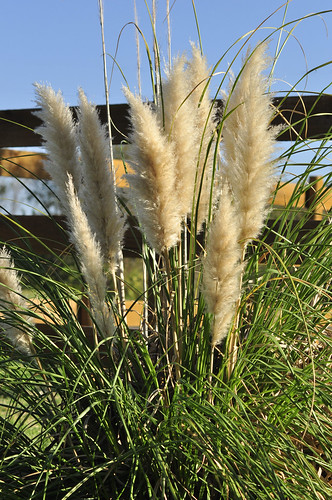 flowers nature decorativegrasses pampasgrasscortaderiaselloana nikond5100 landscapegrasses silverywhiteplumes