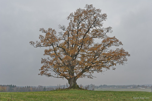 autumn tree fall norway norge oak nikon nikkor tre umb eik høst 2011 eika ås d700