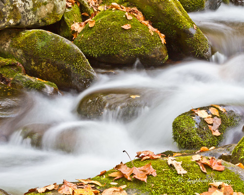 usa fall sc nature water leaves river outdoors moss rocks stream flowing gatlinburg