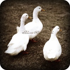 The three goose story