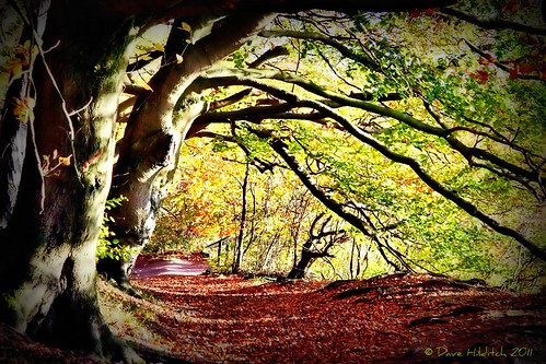 autumn trees nature landscapes hertfordshire theridgeway footpaths topshots abigfave alberoefoglia natureselegantshots saariysqualitypictures thebestofmimamorsgroups magicunicornverybest fleursetpaysages nowbacktothedecorating