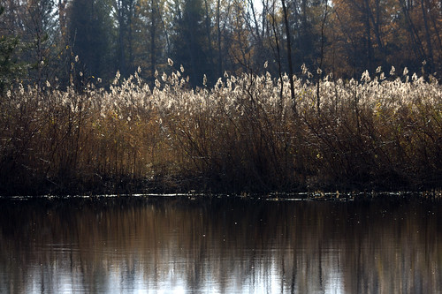 november autumn reflection green fall water grass wisconsin bay grasses waterfowl preserve suamico barkhausen