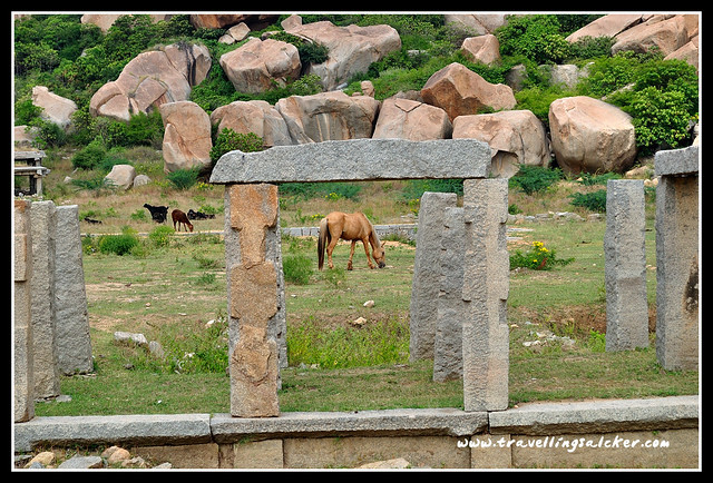Hampi: Horses near Vittala Temple