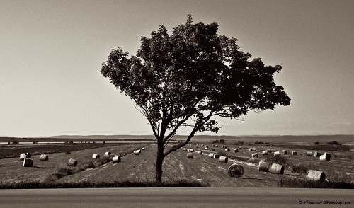 blackandwhite tree sepia landscape isleverte blackandwhitelandscape cultivatedfield hayboot