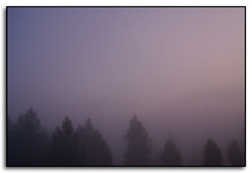 trees colors fog sunrise washington spokane