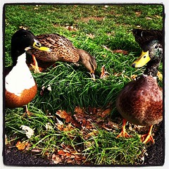 duckies!