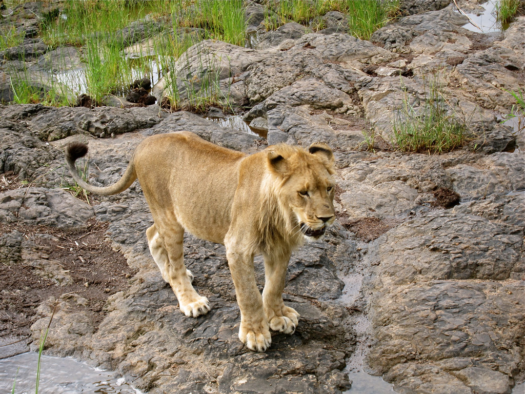 Lion Encounter