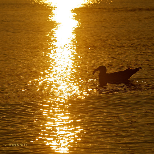 morning fish beach strand sunrise gold wildlife seagull fisch explore sonnenaufgang ostsee binz möwe rügen