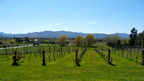 newzealand vines winery