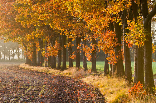 autumn trees light sunset color field evening warm lane