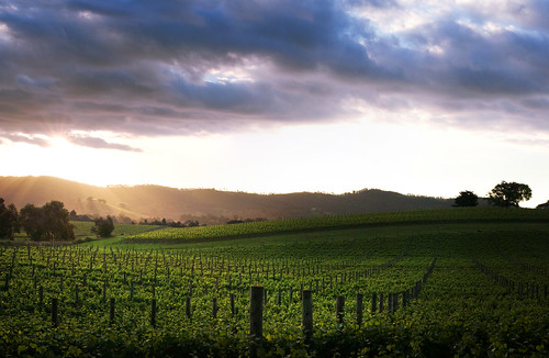 sunset clouds vines nikon niceshot wine australian australia victoria explore posts vinyard grapevines davidyoung dixonscreek flickraward afsnikkor50mm14g flickraward5