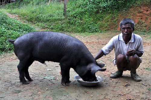 ILRI pig production project in Nagaland