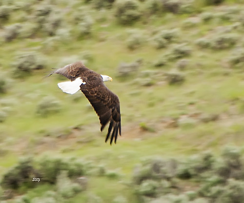 kites eagles accipitriformeshawks alliesbirdsco611coloradoflickrhawkseagleskitesaccipitridaecraigcoloradounitedstatesaccipitriformeshawkskiteseaglesalliesbirdsco611coloradoflickrhawkseagleskitesaccipitridaecraigunitedstates