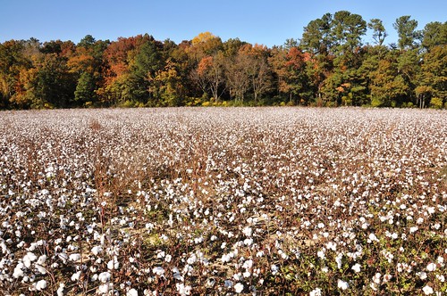 sc field south cotton crop carolina