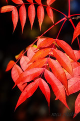 Unique bark
Warm colors
Evenly pinnately compound leaves