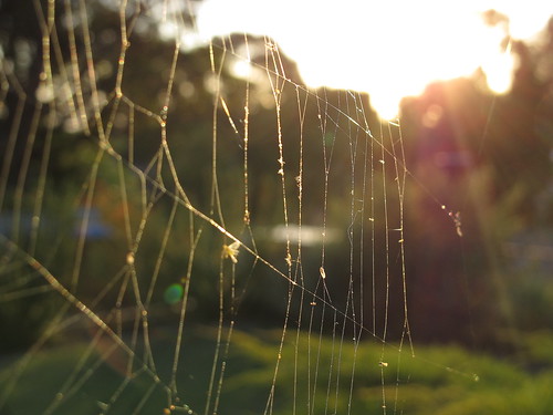 sunset spiderweb