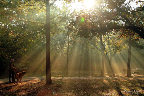 park morning dog sunlight beauty fog lady landscape walk hdr 2011