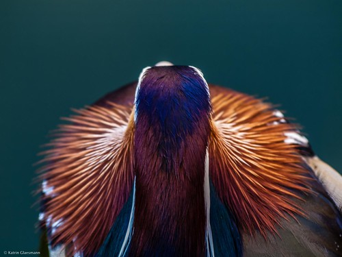 bird animal zoo feather hannover mandarinduck tier vogel aixgalericulata atthezoo federn mandarinente